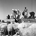 English: Bedouin pumping Water from the well עברית: בדואים שואבים מים 1955