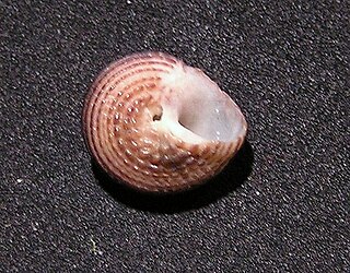 <i>Bellastraea rutidoloma</i> Species of gastropod