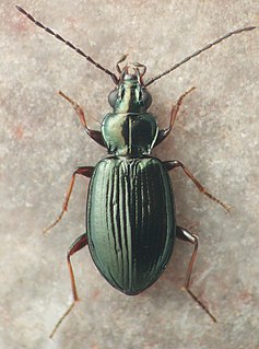 <i>Bembidion simplex</i> Species of beetle