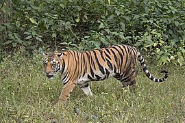 Bengal tiger (Panthera tigris tigris) female 3.jpg