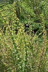 <center>Berberis jaeschkeana</center>