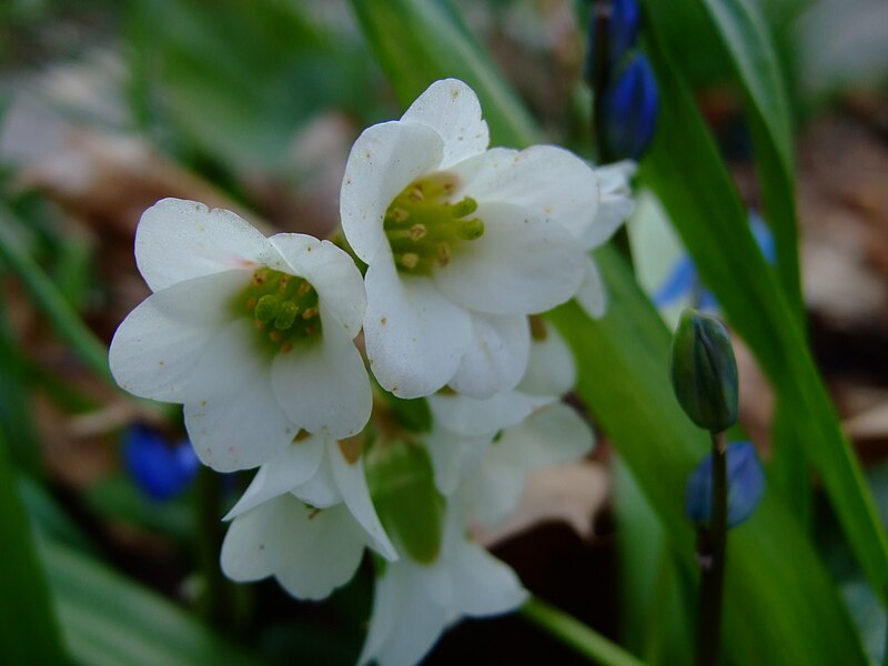 File:Bergenia stracheyi.jpg