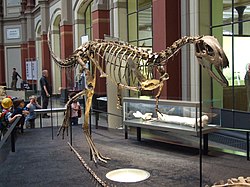 エラフロサウルス - Wikipedia