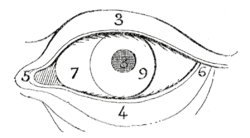 Fig. 25. — Désignation des parties de l’œil.