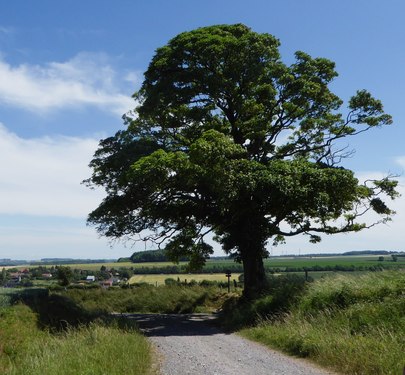 "Round Tree", country maple in Beugin (Pas-de-Calais), France.