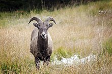 A bighorn sheep in Kananaskis Country. The bighorn sheep is the provincial mammal of Alberta. Bighorn Sheep - Kananaskis.jpg