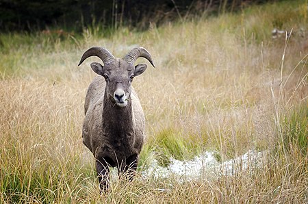 Fail:Bighorn Sheep - Kananaskis.jpg