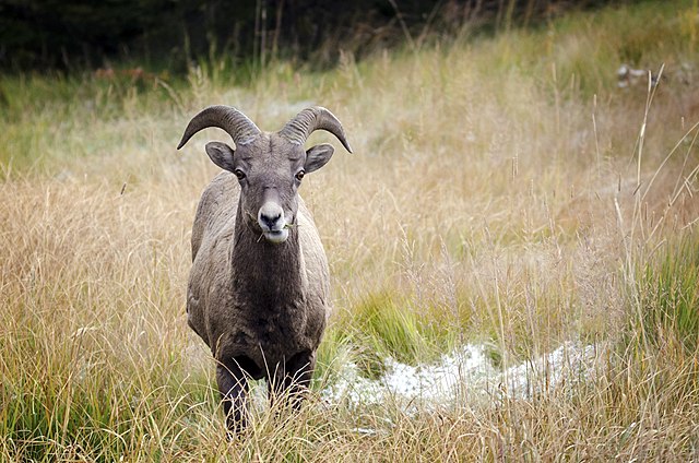 A bighorn sheep in Kananaskis Country. The bighorn sheep is the provincial mammal of Alberta.