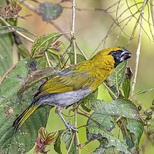 Black-faced grosbeak (Caryothraustes poliogaster) Orange Walk.jpg