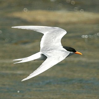 <span class="mw-page-title-main">Black-fronted tern</span> Species of bird