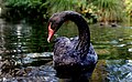 Black Swan. (16562877694).jpg