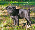 Black pug puppy.png