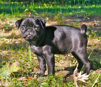 Every dog article requires an obligatory pug picture.