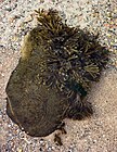 Bladder wrack on a boulder in Govik.jpg