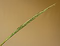 Bloeiaren in ontwikkeling van Diamantgras Calamagrostis brachytricha.