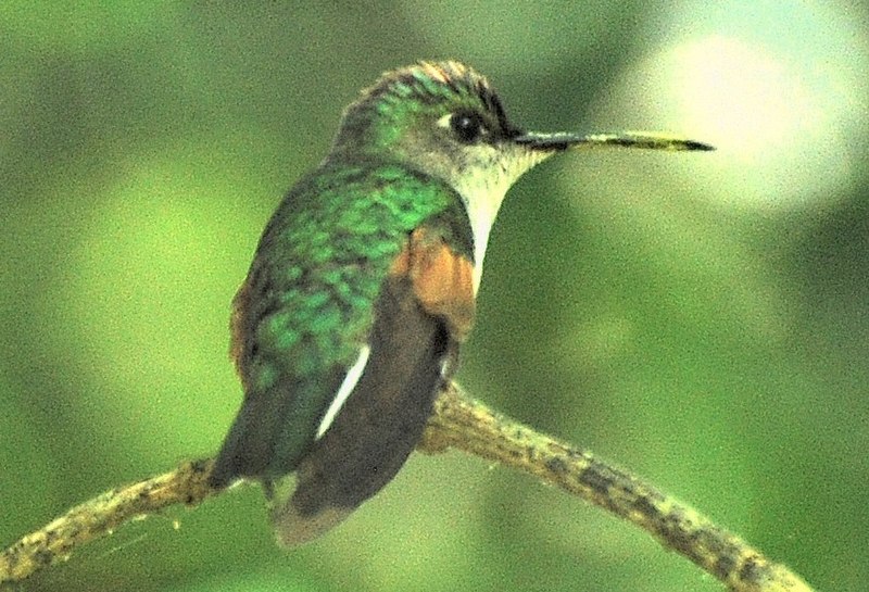 File:Blue-capped Hummingbird-edited (cropped).jpg