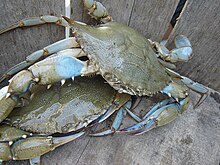 BlueCrab.jpg