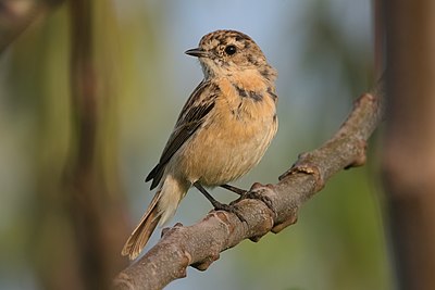 Bluethroat