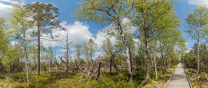 Boardwalk Wildsee raised bog Kaltenbronn