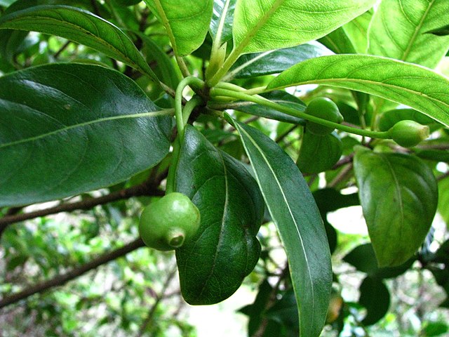 ʻAhakea or ʻAhakea lau nui Hawaiian endemic genus ʻAiea Loop Trail 