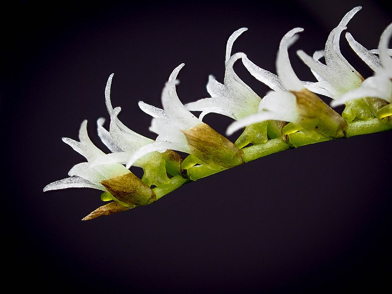 File:Bolusiella maudiae (inflorescence, side).jpg