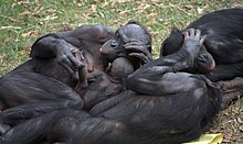 Primate sociality. Group of bonobos relaxing and grooming. Bonobo group hug.jpg