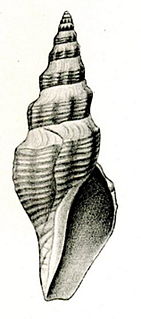 <i>Borsonia ochracea</i> species of mollusc