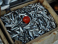 Box of Engraulis encrasicholus.jpg