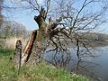 Torzo památného stromu na hrázi Březovského rybníka