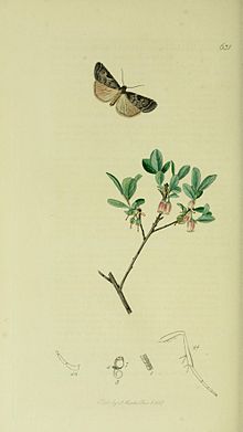 Britishentomologyvolume5Plate631.jpg