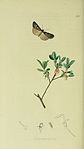 Illustration imago fjäril, artens värdväxt samt detaljer, sugsnabel, ben etc.
