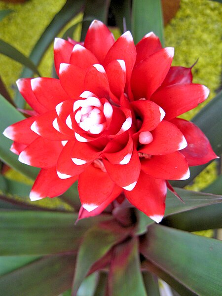 File:Bromelia el Cope.jpg