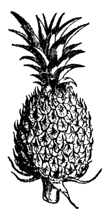 Ananas Wiktionary