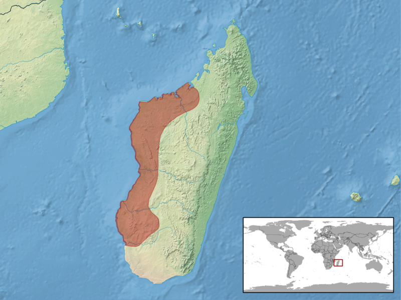 File:Brookesia brygooi distribution.png