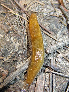 Invertebrates of the Indiana Dunes