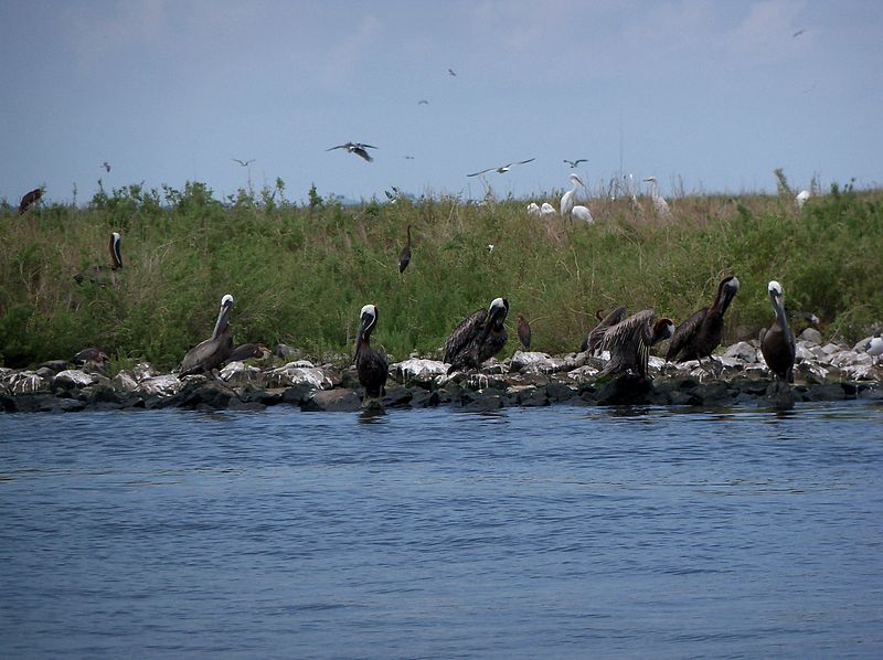 File:Brown pelicans nesting on island (4930072337).jpg