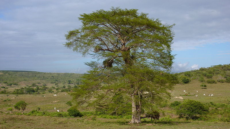 File:Buchenavia tetraphylla.jpg