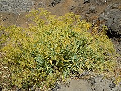 Bupleurum salicifolium