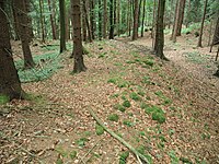 Bild 2: Nördlicher Teil des Ringwalls, im Hintergrund die Torlücke, links die Burgfläche