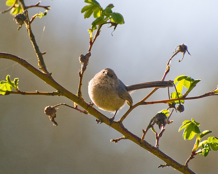 File:Bushtit - DPLA - 9b833e5d1d899625b8b6a7df36bceb10.jpg