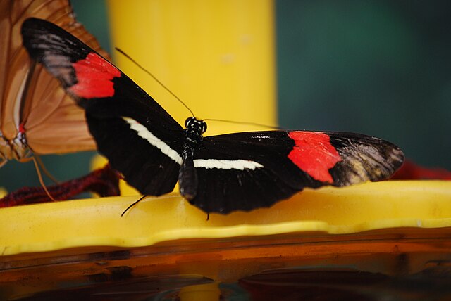 File:Butterfly 01.JPG - Wikimedia Commons