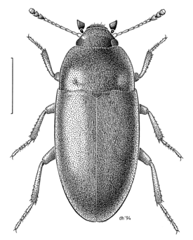 Archeocrypticus topali