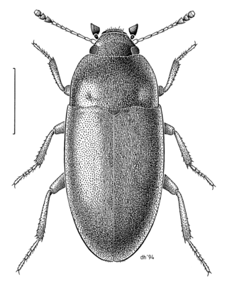 <span class="mw-page-title-main">Archeocrypticidae</span> Family of beetles
