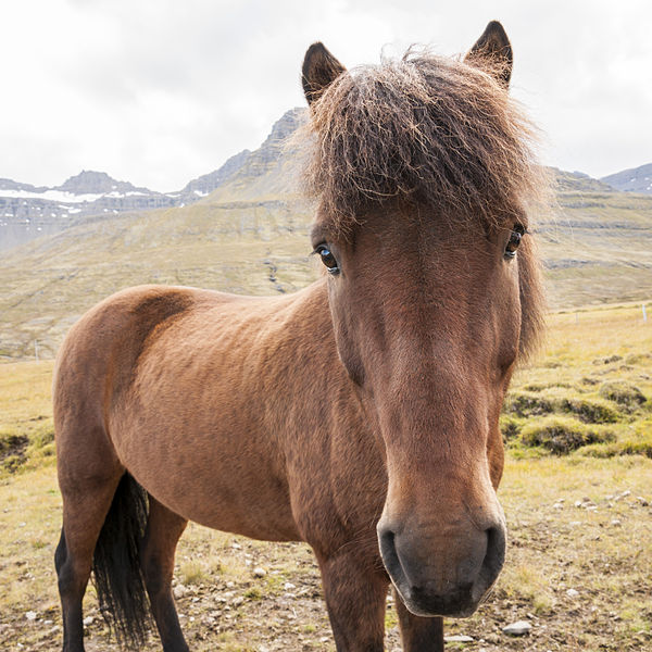 File:Caballo Islandes (10454921533).jpg