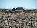 Vignoble et cabane de gardian