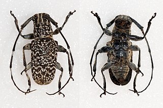 <i>Cacia vermiculata</i> Species of beetle