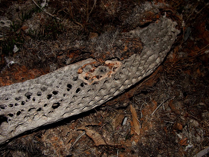 File:Cactus Skeleton - panoramio.jpg