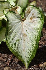 Лист Caladium 'White Dynasty'.JPG