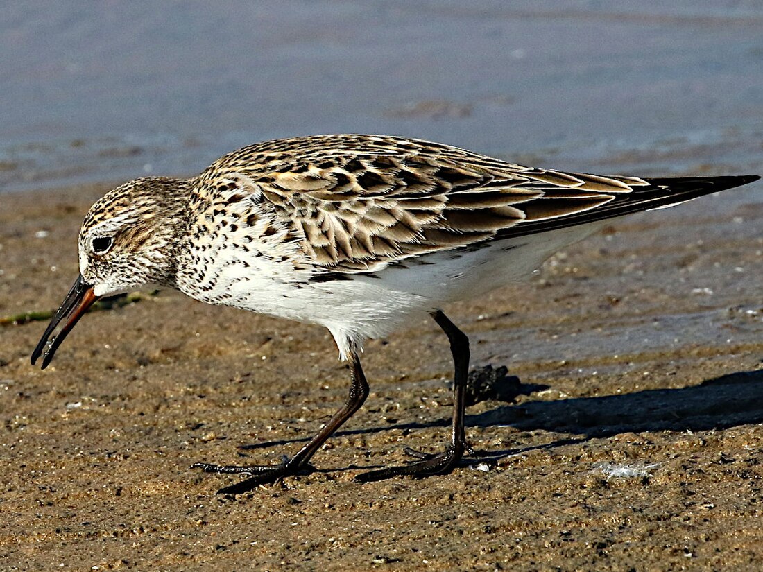 Bonapartes strandloper