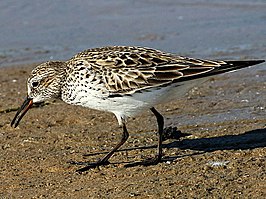 Bonapartes strandloper